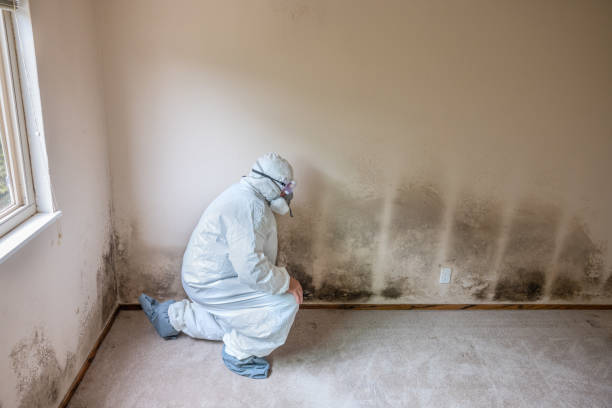 Best White Mold Remediation in Marysville, PA